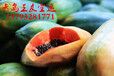 青岛机场托运行李规定青岛机场宠物航空箱青岛机场货运