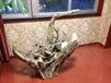 豪华套房，人居标准，高端寄养狗狗猫猫