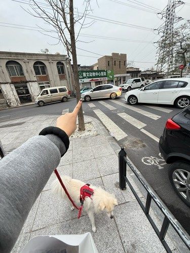 大连这个地方！！守护毛孩子的健康！！