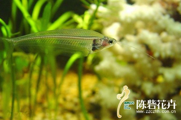 新手入门：常见小型热带鱼的种类与习性