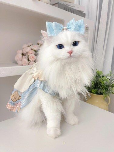 精致的小猫从洗香香开始