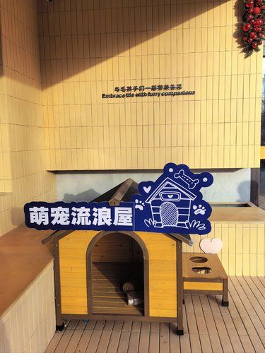 狗狗可以在泡泡屋里围煮，还有属于流浪狗的圣诞树