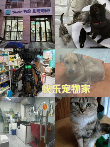 圣宠mini宠物