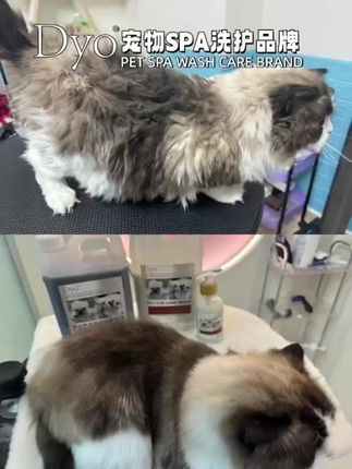 Dyo 迪约宠物spa:猫狗都适合的超级洗护系列 顶级的洗护体验,用一次就爱上的体验长期养护毛质首选。 复合多肽物质深度起效· 1⃣️透明质酸多肽 2⃣️植物多肽 软化毛质,提升抑制黑色素生成, 毛质柔性,改善毛色。 3⃣️维生素多肽 4⃣️氨基酸多肽 促进皮毛系统细胞营养抗氧化,保持细胞再生皮毛系统活力。 解析:多肽是一种植物中提取,具有活性、易吸收,可被机体细胞完全吸收的小分子高 营养物质,具有修复细胞,营养细胞,激活细胞的功能属性,多肽在宠物洗护产 品的应用,可软化毛质、润滑滋养皮肤、促使洗澡后的宠毛顺滑飘逸。#猫咪洗护 猫咪狗狗都适合的浴液护毛,#狗狗洗澡效果最好的