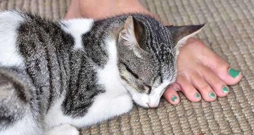 小猫生产后的注意事项（宠物主人必看的小猫生产后护理指南）