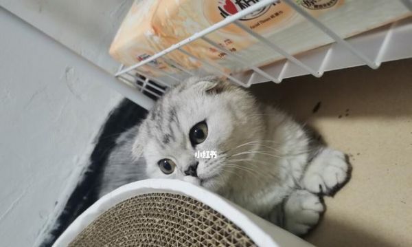 2个半月小猫的全面护理指南（初为猫妈妈的你必须知道的关键信息）