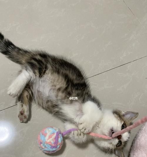 2个半月小猫的全面护理指南（初为猫妈妈的你必须知道的关键信息）