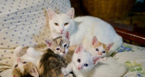 2个半月小猫的全面护理指南（初为猫妈妈的你必须知道的关键信息）
