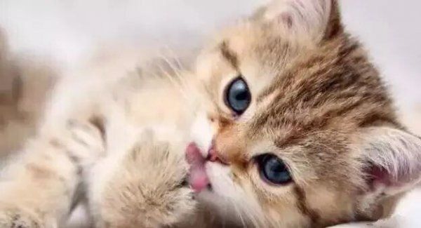 猫咪毛发护理经验总结（猫咪养护指南）