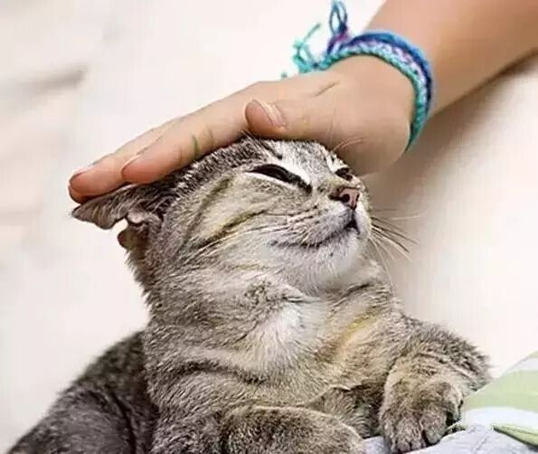 猫咪毛发护理经验总结（猫咪养护指南）