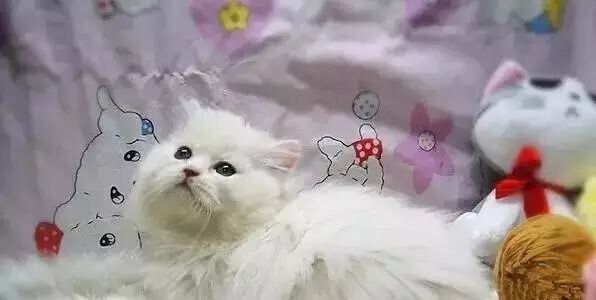 猫咪毛发护理经验总结（猫咪养护指南）