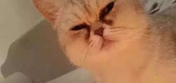 猫咪毛发护理经验总结（猫咪养护指南）