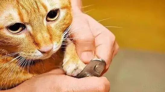 猫咪毛发护理经验总结（猫咪养护指南）