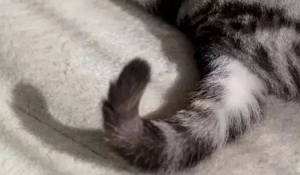 猫咪毛发护理经验总结（猫咪养护指南）