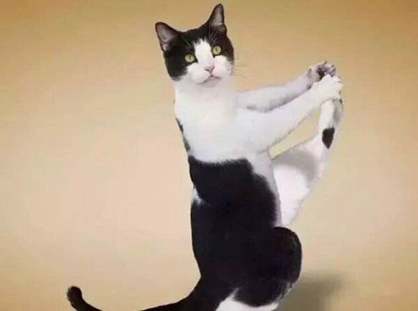 猫咪毛发护理经验总结（猫咪养护指南）