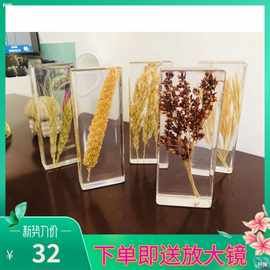 幼儿园教学真实动物发育昆虫标本树脂蜜蜂蝗虫植物发芽生长过程