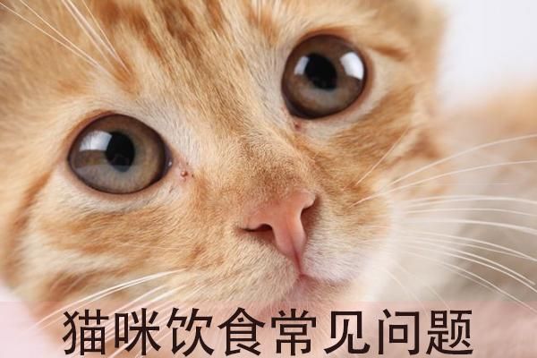 猫吃什么最好？