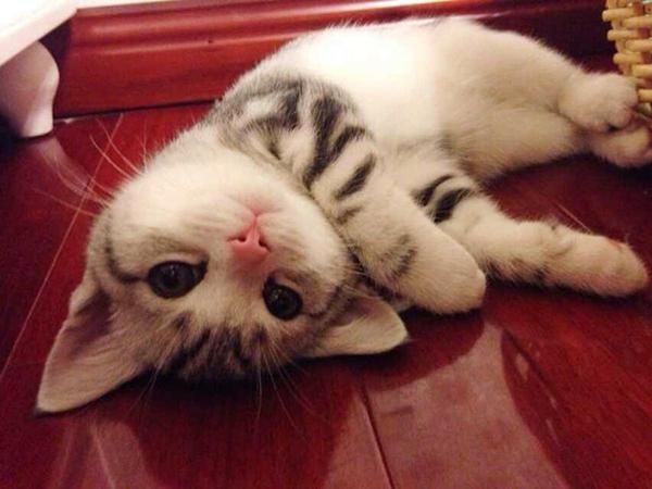猫吃什么最好？