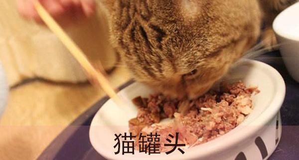 猫吃什么最好？