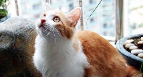 新捡猫咪的饮食安排（宠物喂食攻略）