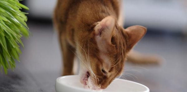 新捡猫咪的饮食安排（宠物喂食攻略）