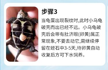 蛭石孵化龟蛋详细教程