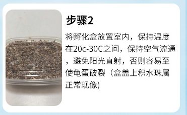 蛭石孵化龟蛋详细教程
