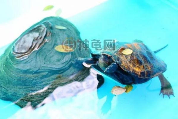 有龟友问：能否长时间给龟喂龟粮？