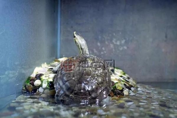 有龟友问：能否长时间给龟喂龟粮？