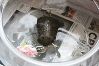 怎样轻松让你的宠物龟能天天吃到新鲜的活鱼