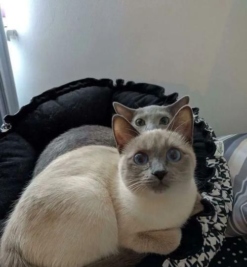 猫屁股酸臭怎么办（宠物猫屁股发出酸臭味）