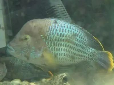 玉面皇冠