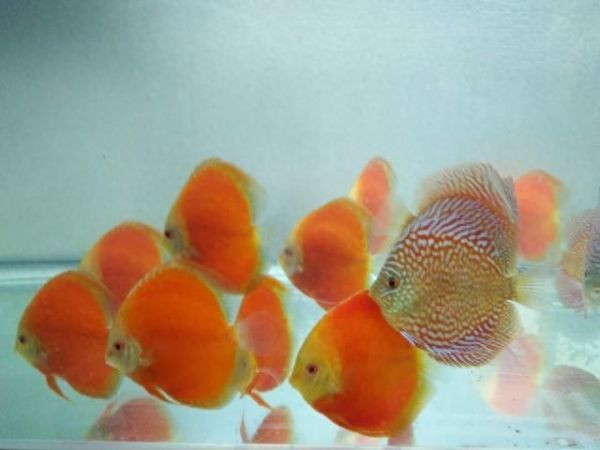 神仙鱼水温多少合适?养热带观赏鱼的一些经验总结