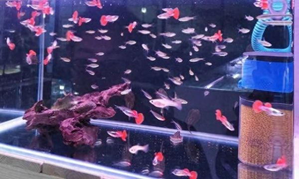 神仙鱼水温多少合适?养热带观赏鱼的一些经验总结