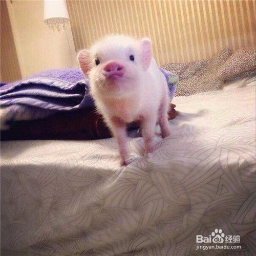 养宠物猪需要注意哪些的问题
