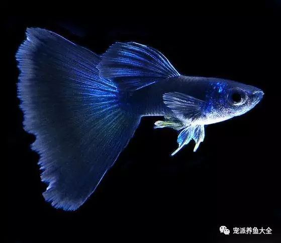 济南观赏鱼渔场_济南观赏鱼养殖基地在哪_济南观赏鱼