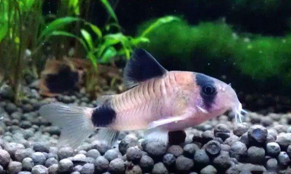 熊猫鼠鱼图片