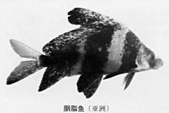 胭脂鱼人工繁殖技术