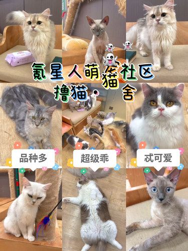 在武汉，性价比忒高的撸猫圣地，好好玩！