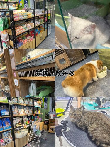 宠物店新成员，超可爱哦！快来