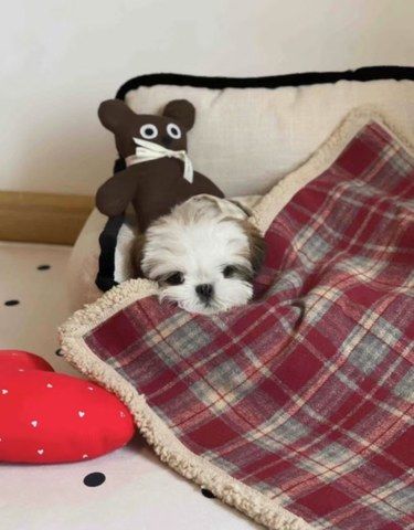 如何改善狗狗的睡眠质量