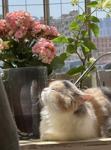 如何预防猫咪尿闭呢