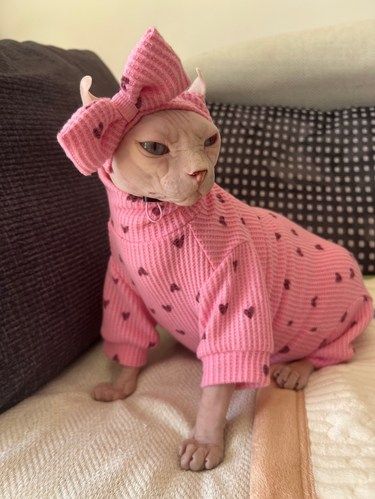猫咪洗澡洗澡频率是怎么样的？