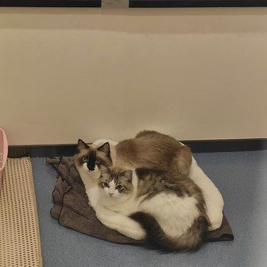 冬天小猫咪为什么嗜睡？