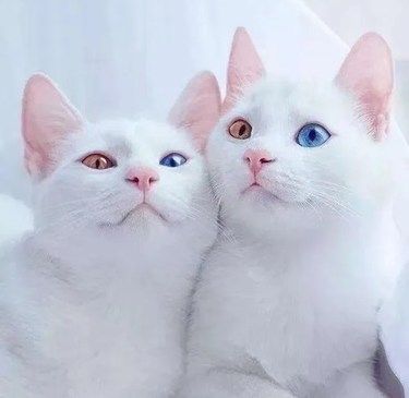 猫咪异瞳会遗传吗？