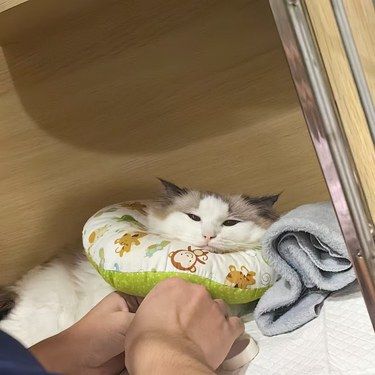 猫咪为什么会反复感冒