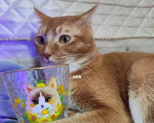 用网格纸画猫咪爪子（以宠物为主的网格纸绘画指南）