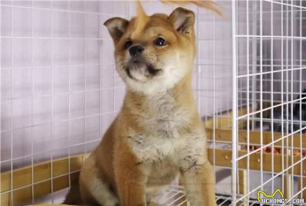 有人有柴犬的健康食谱吗？