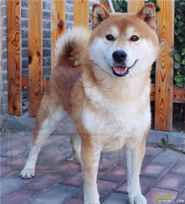 有人有柴犬的健康食谱吗？