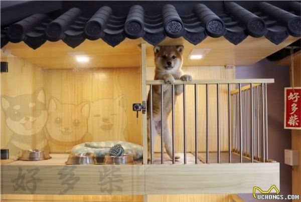 有人有柴犬的健康食谱吗？